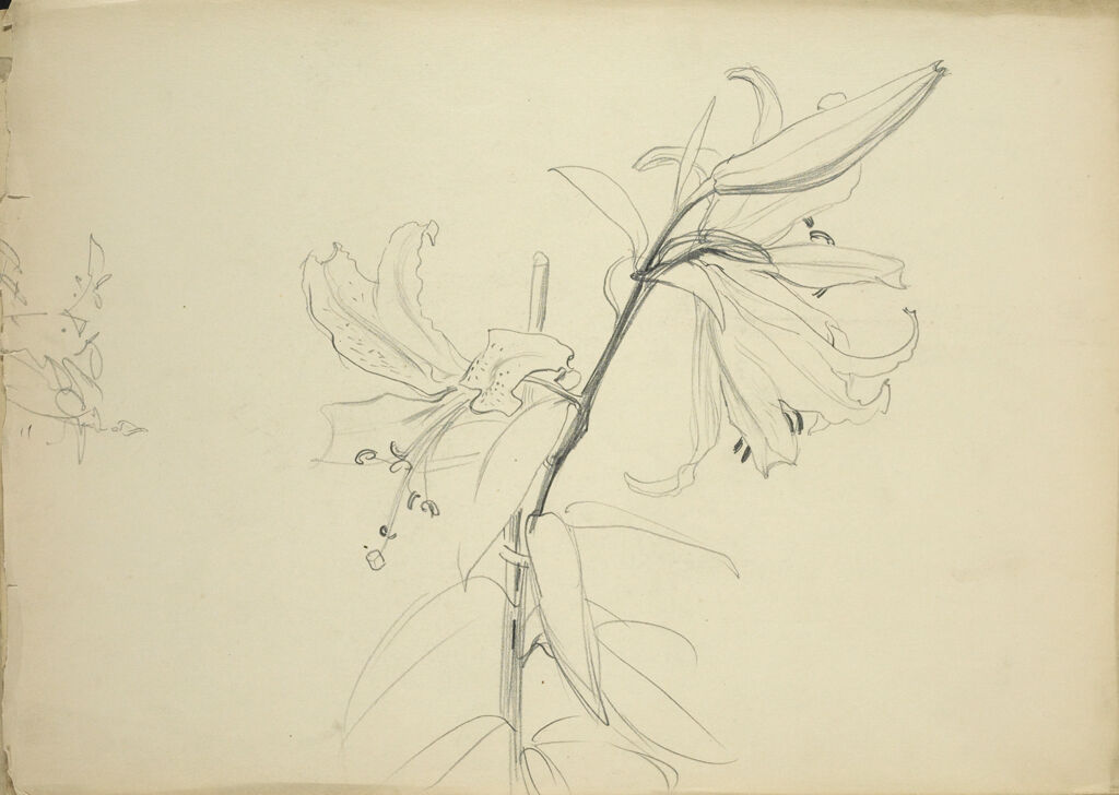 Blank Page; Verso: Study Of A Lily, For 