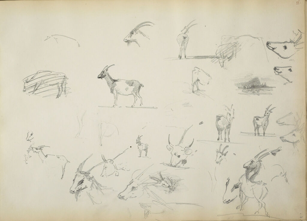 Sketches Of Mountain Goats