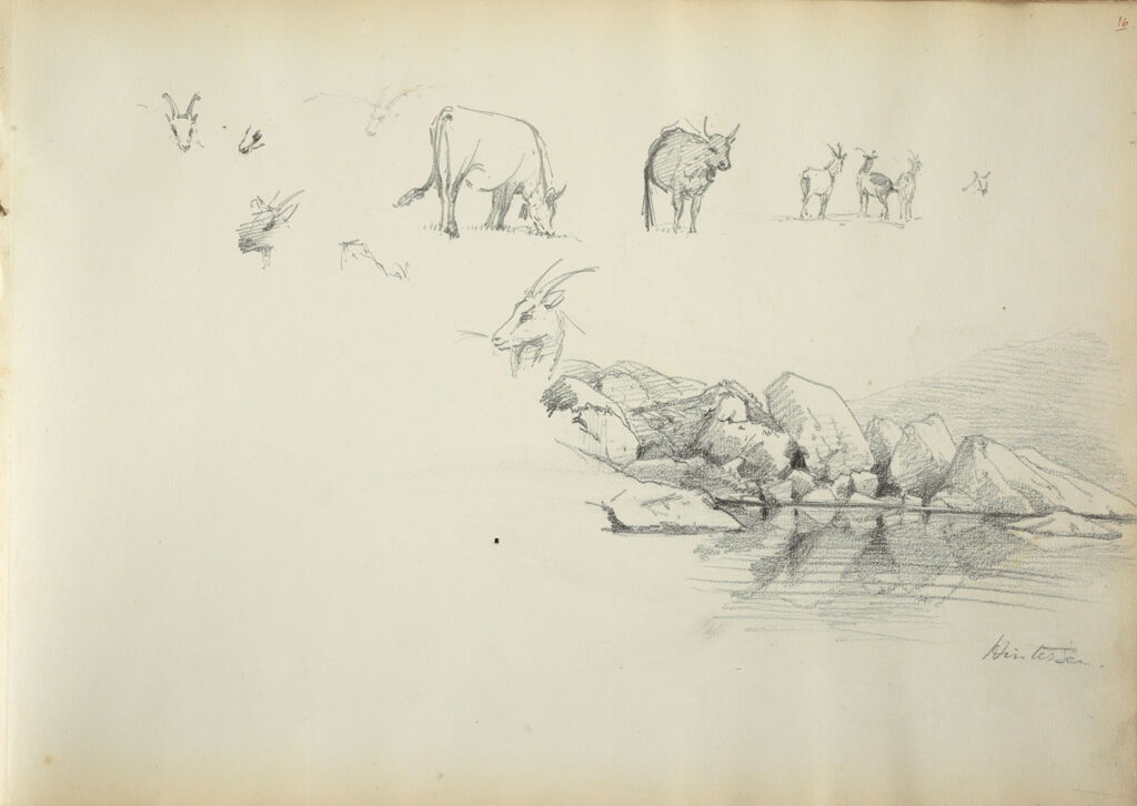 Sketches Of Mountain Goats And Cows; Rocks By The Water, Hintersee, Austria