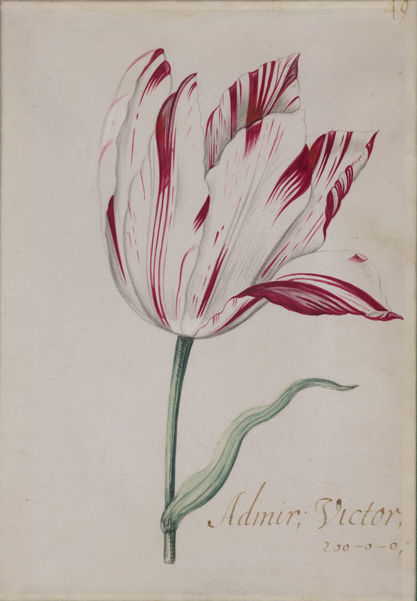 A Red And White Striped Tulip (Admiral Victor)