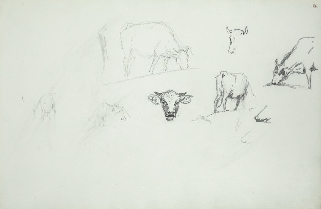 Studies Of Cows