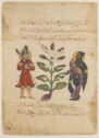 Drawing of two men on either side of a plant with Arabic writing above and below them