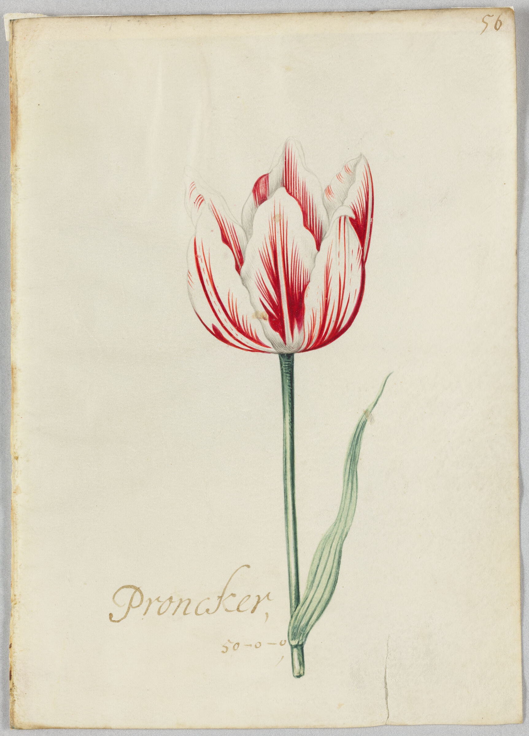 A Red And White Striped Tulip (Proncker)