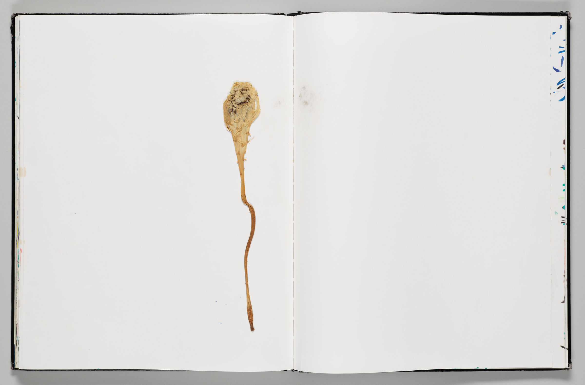 Untitled (Blank, Left Page); Untitled (Blank With Faint Stain From Dried Flower, Right Page)