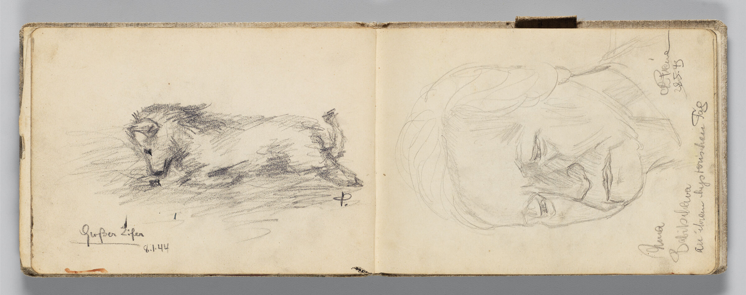 Untitled (Animal Sleeping, Left Page); Untitled (Woman 