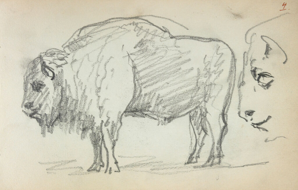 Studies Of A Buffalo; Verso: Sketches Of Gondoliers