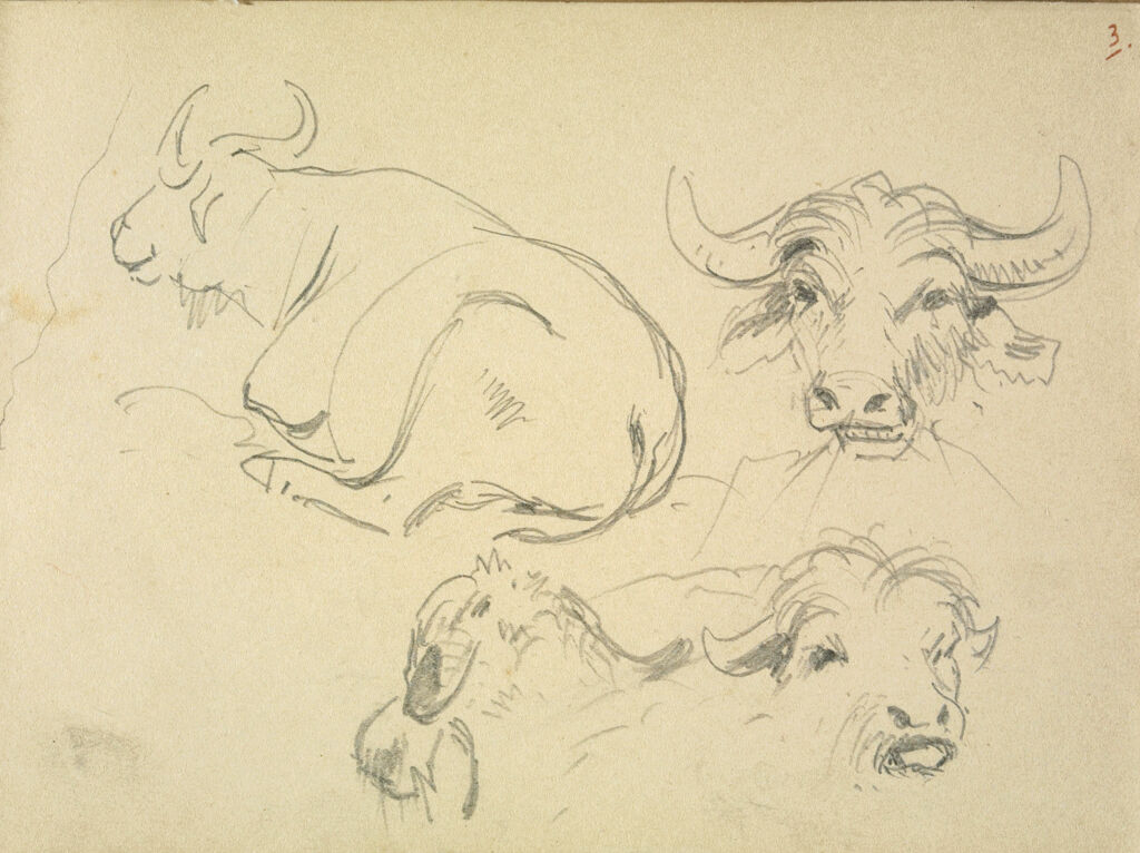 Studies Of Oxen; Verso: Studies Of Animals And Faces