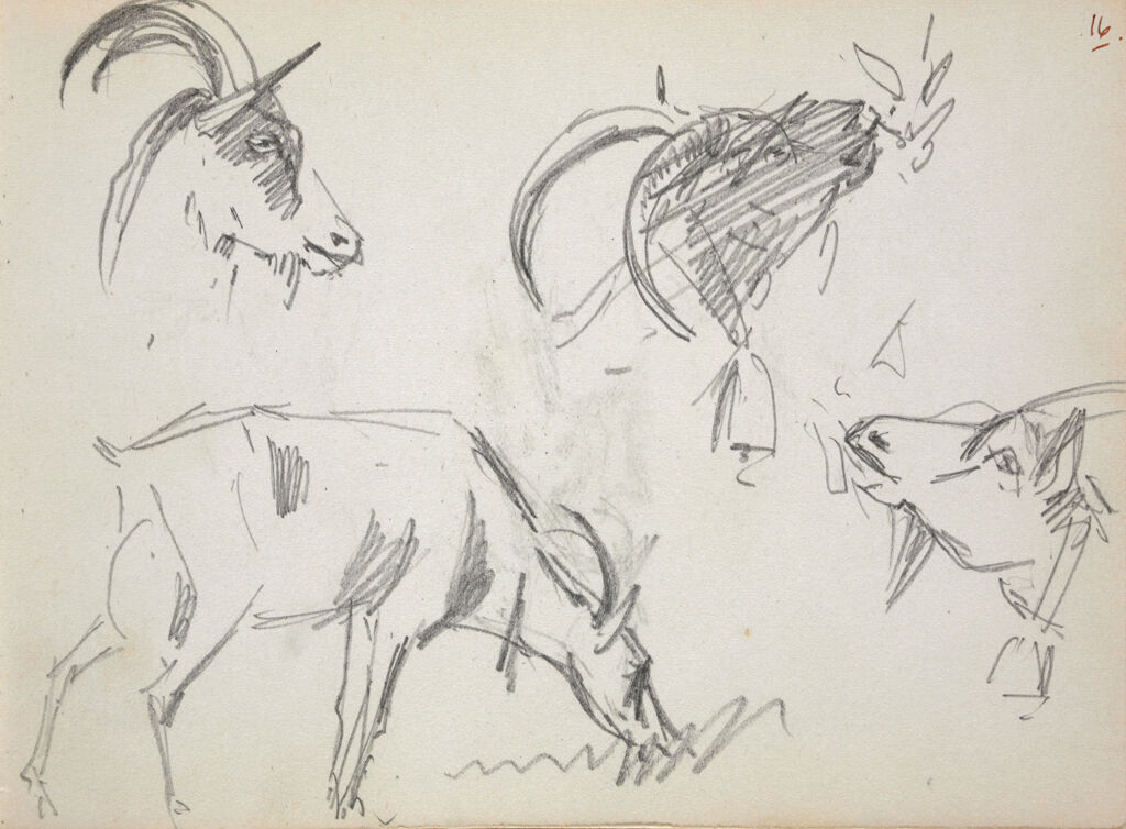 Sketches Of Goats; Verso: Head Of A Goat