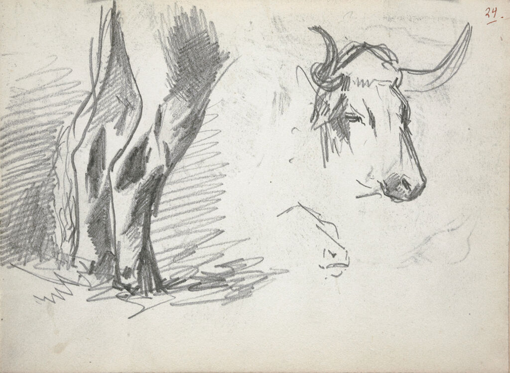 Sketches Of Cows (Recto And Verso)