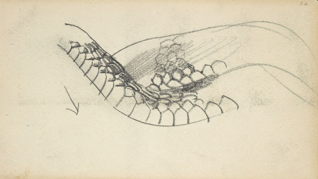 Study Of A Snake; Verso: Three Abstracted Sketches
