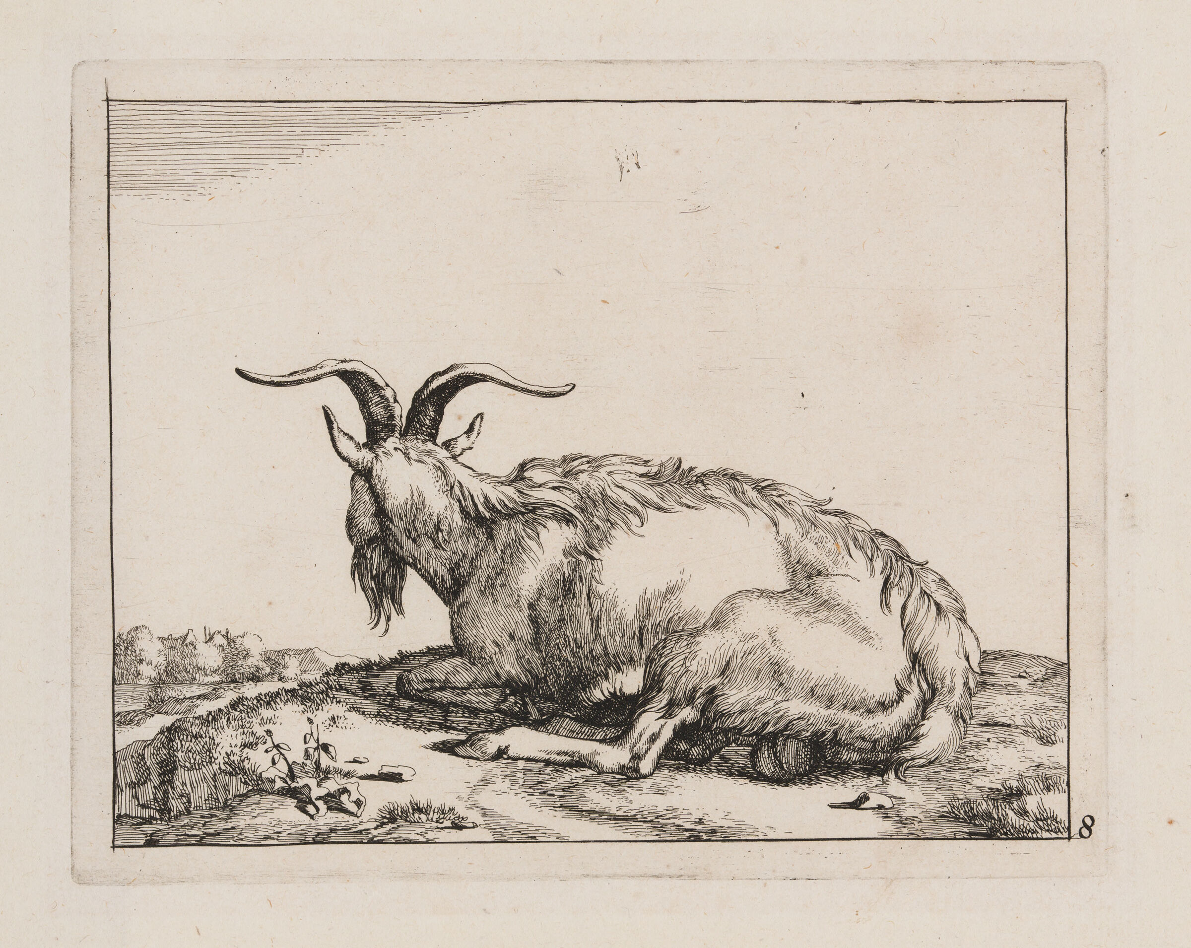 Recumbent Goat, From Behind