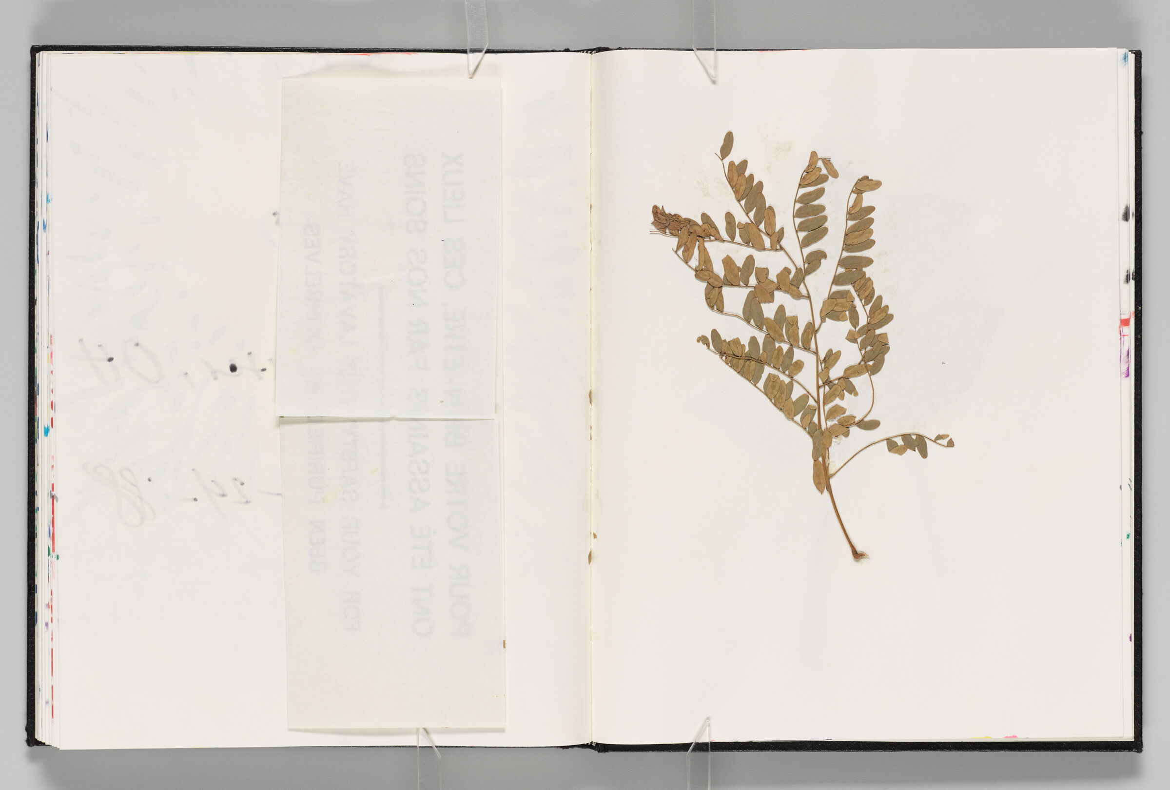Untitled (Bleed-Through Of Previous Page, Left Page); Untitled (Pressed And Adhered Leaf, Right Page)