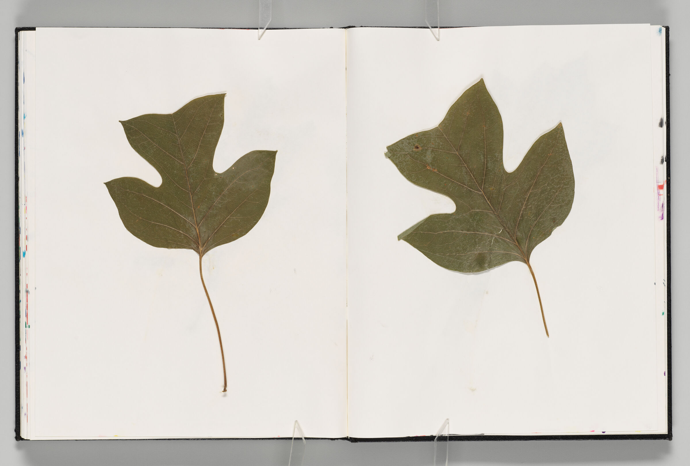 Untitled (Pressed And Adhered Leaf, Left Page); Untitled (Pressed And Adhered Leaf, Right Page)