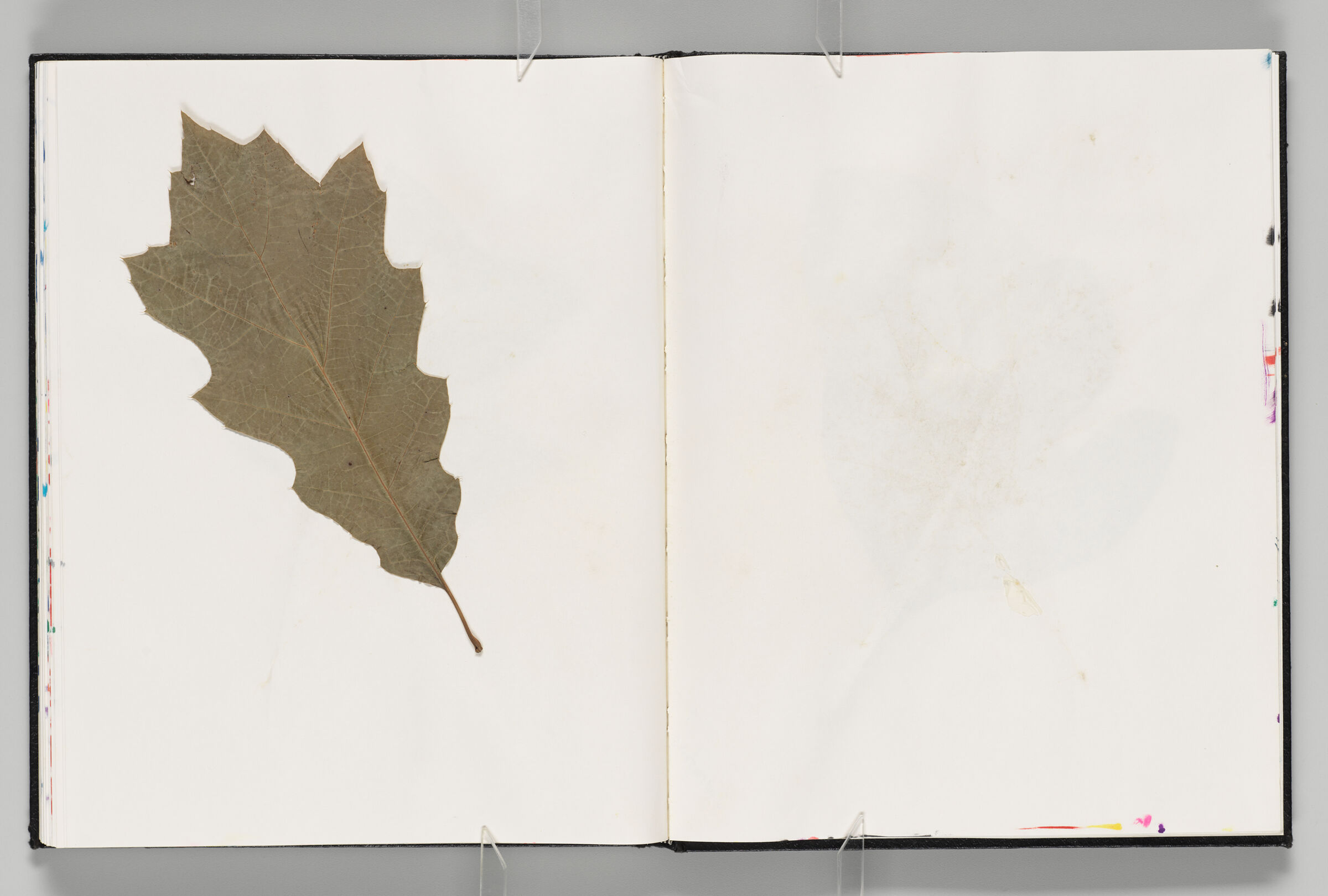 Untitled (Pressed And Adhered Leaf, Left Page); Untitled (Blank, Right Page)