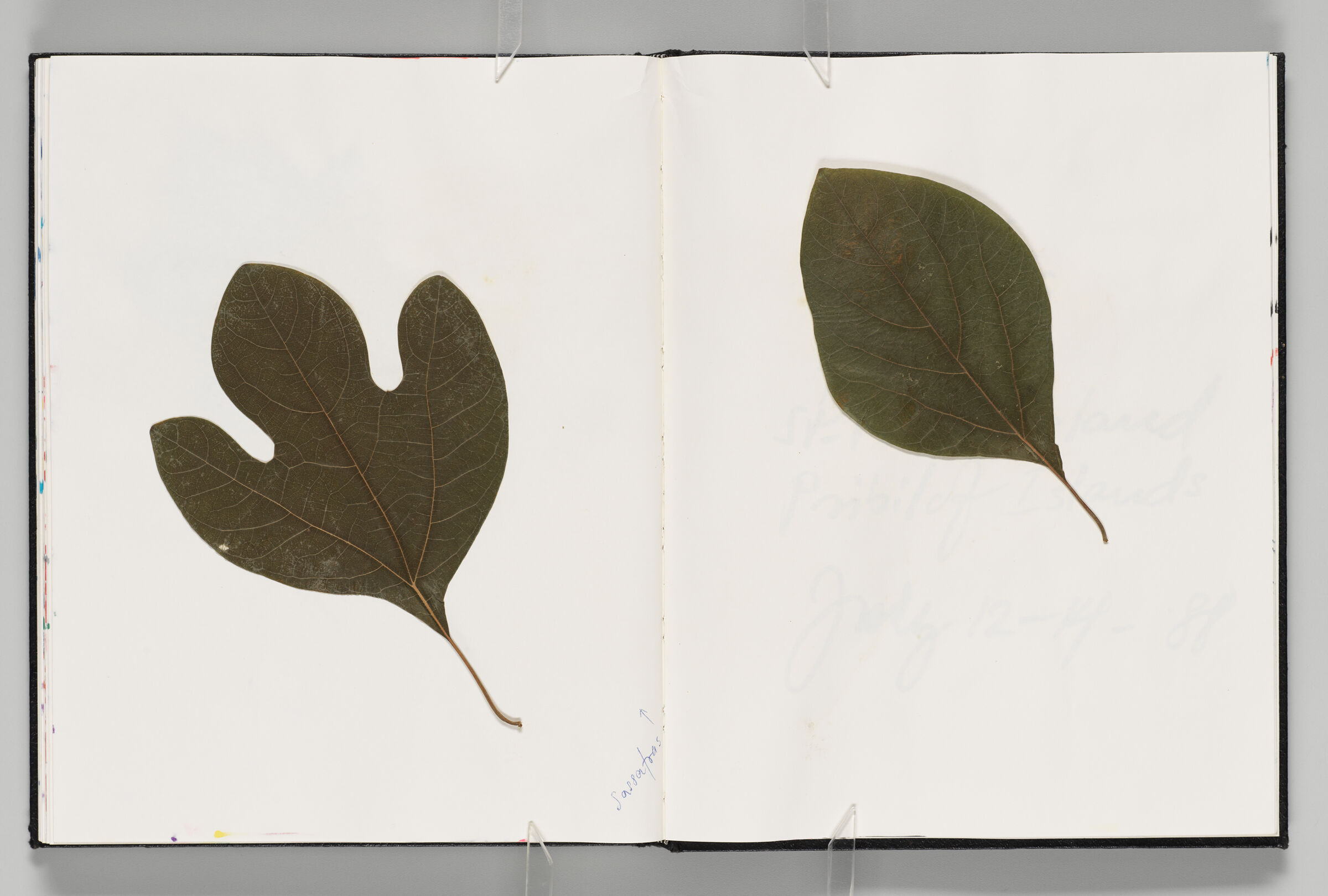 Untitled (Pressed And Adhered Leaf, Left Page); Untitled (Pressed And Adhered Leaf, Right Page)