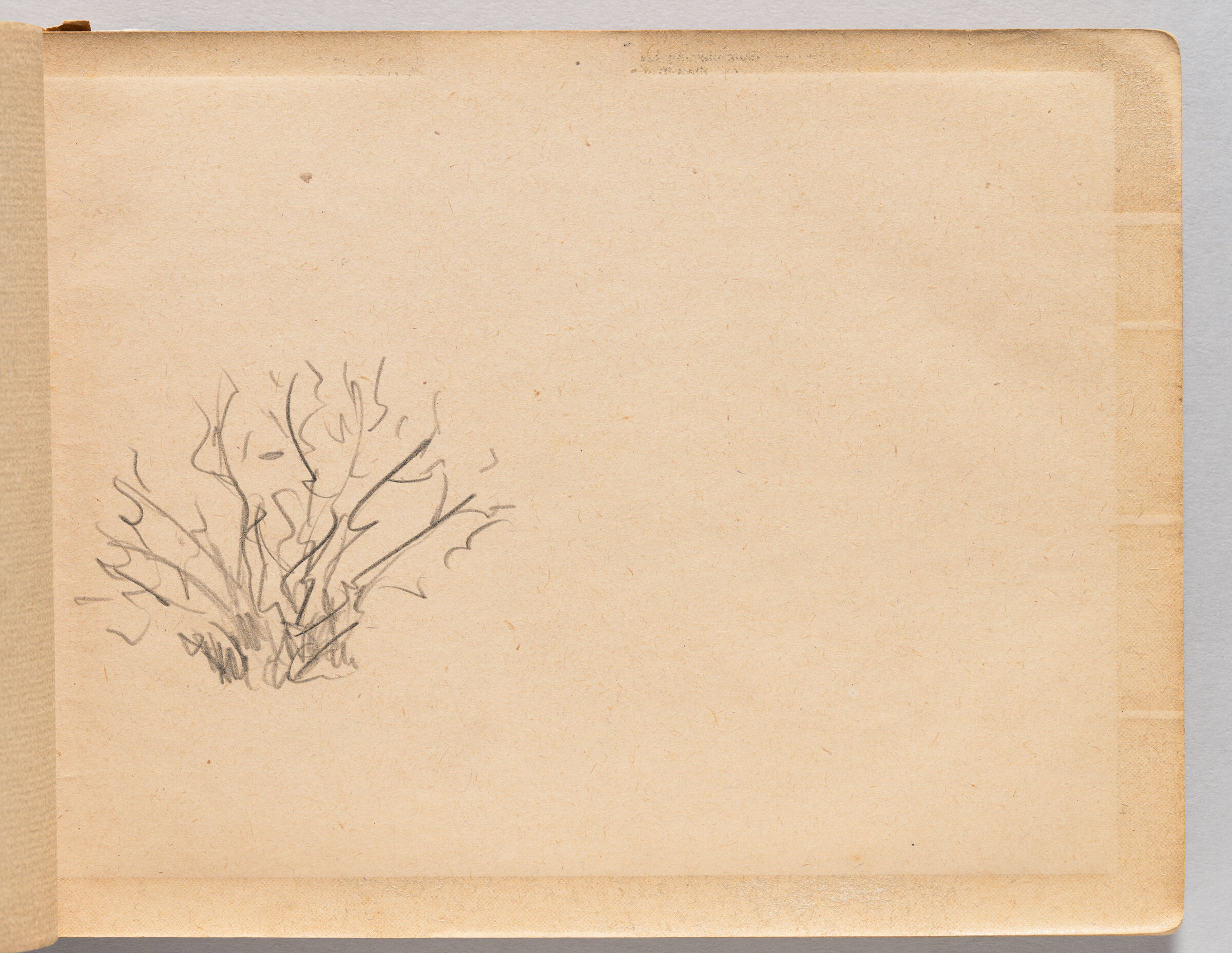 Untitled (Blank, Left Page); Untitled (Tree Or Bush, Right Page)