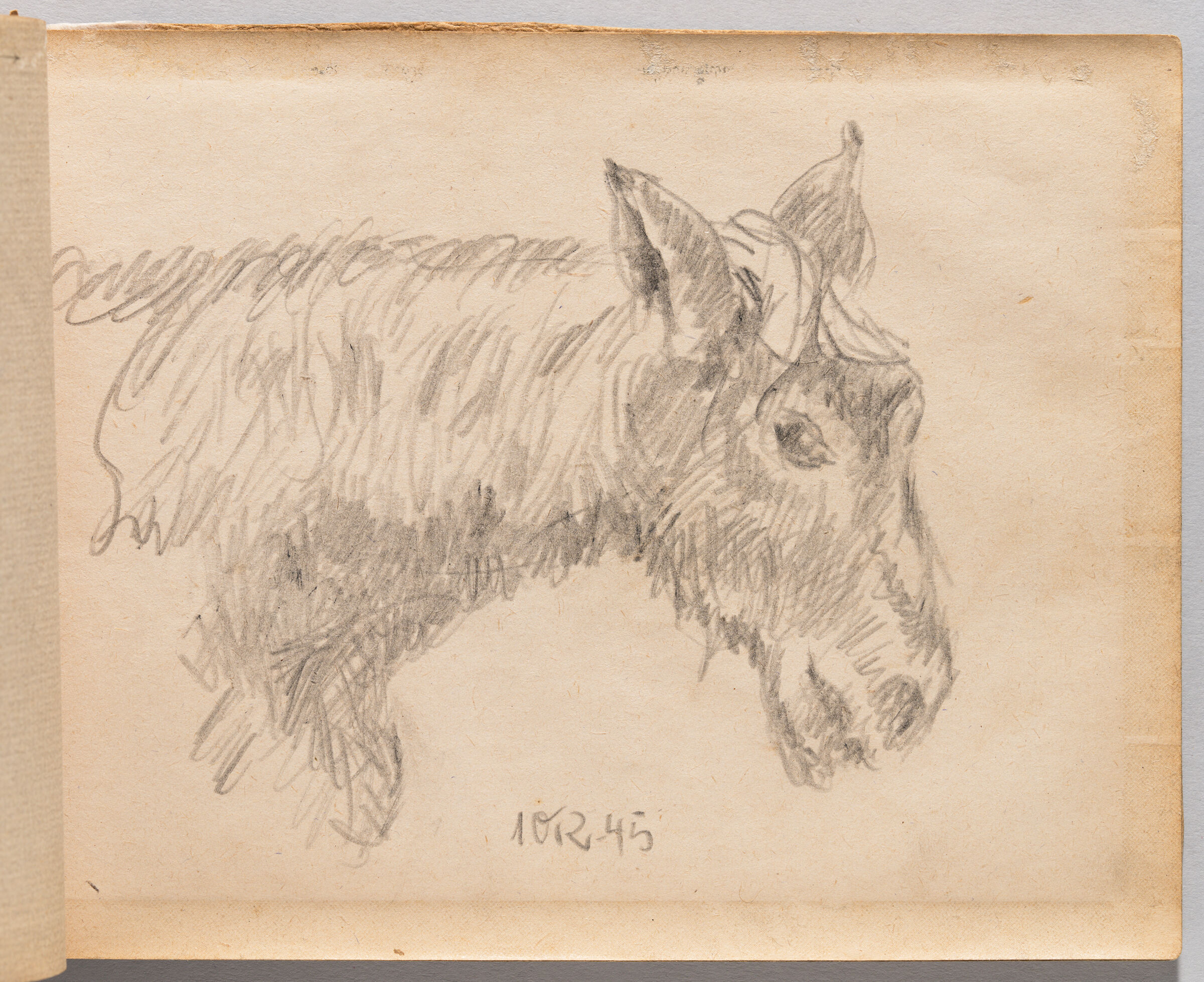 Untitled (Blank, Left Page); Untitled (Donkey, Right Page)