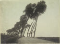 A black and white photograph portraying a dirt road with a row of trees.