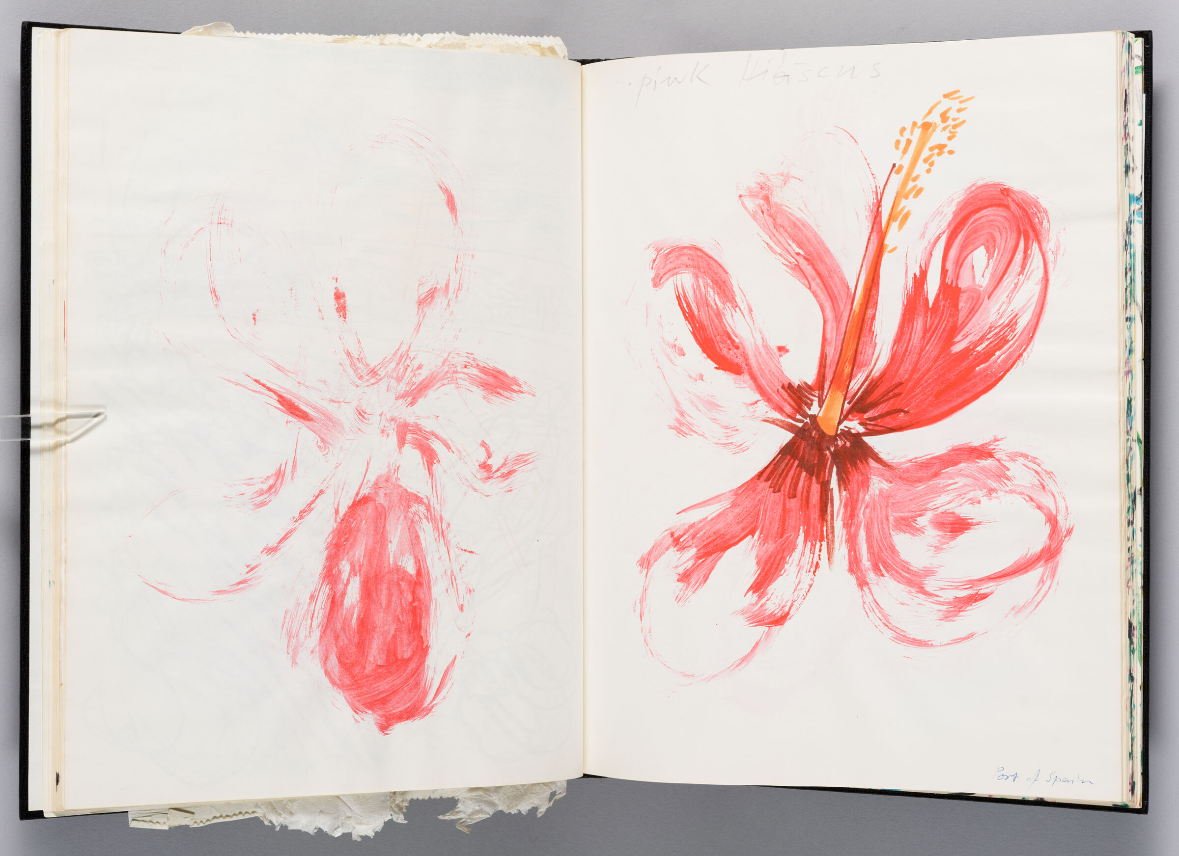 Untitled (Hibiscus Flower, Left Page); Untitled (Hibiscus Flower, Right Page)
