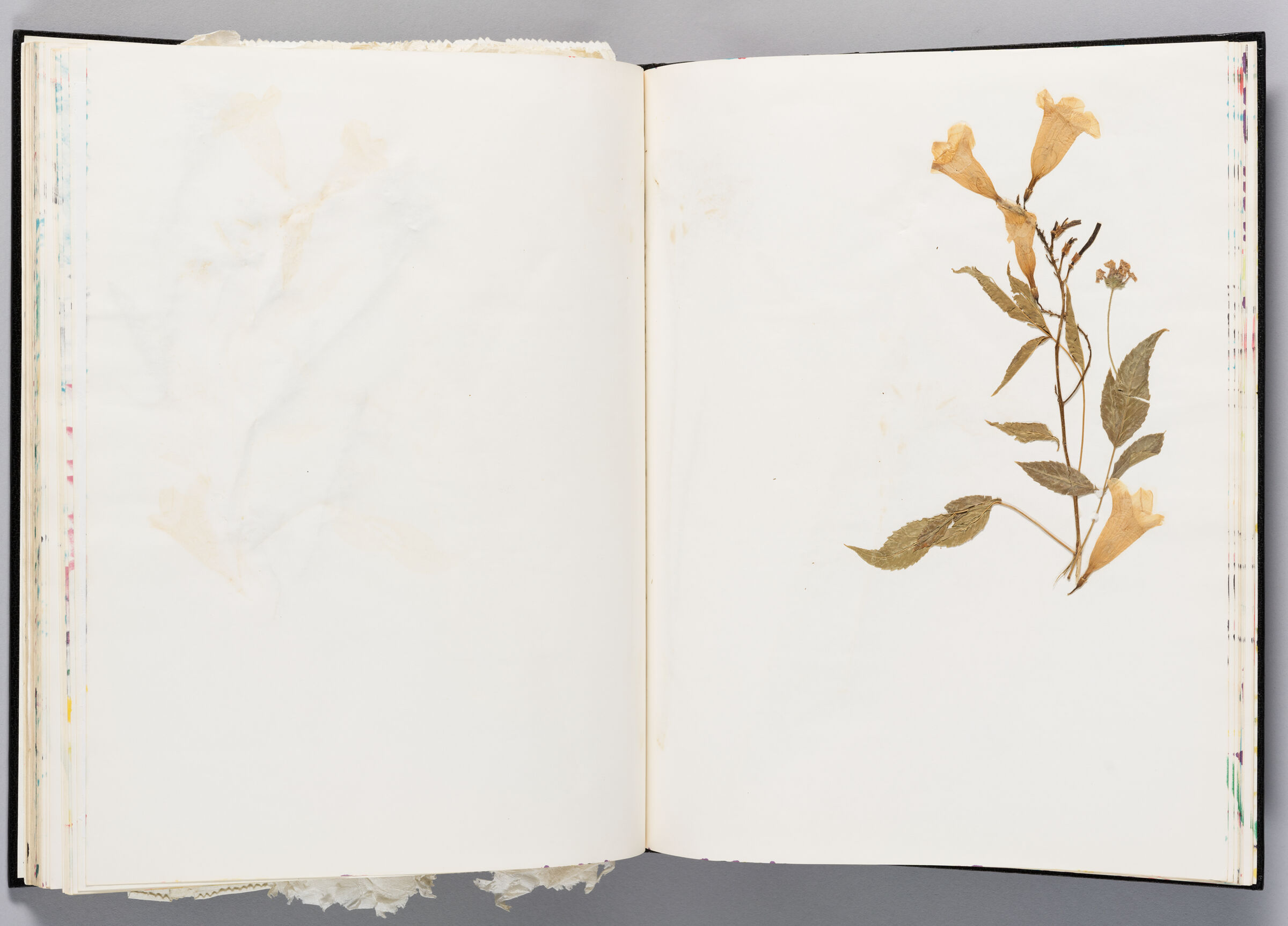 Untitled (Blank, Left Page); Untitled (Pressed Flowers, Right Page)