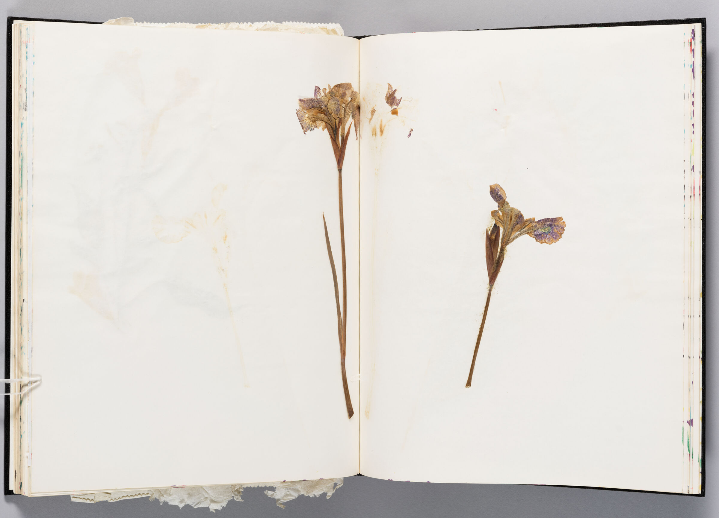 Untitled (Pressed Flower, Left Page); Untitled (Pressed Flower, Right Page)