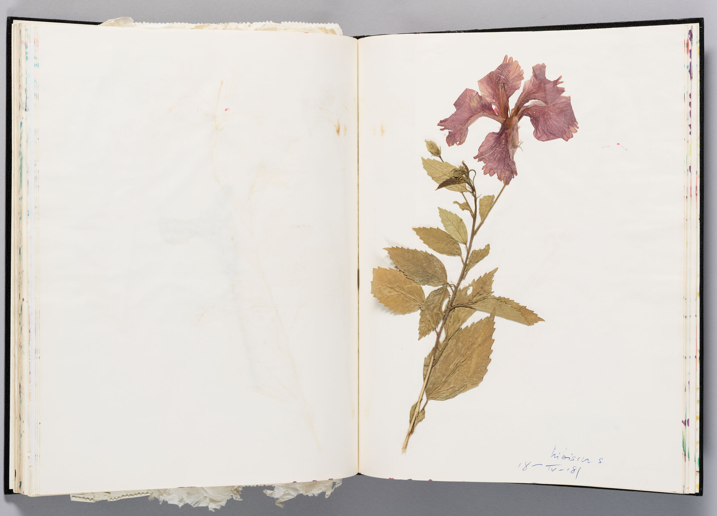 Untitled (Blank, Left Page); Untitled (Pressed Hibiscus, Right Page)

