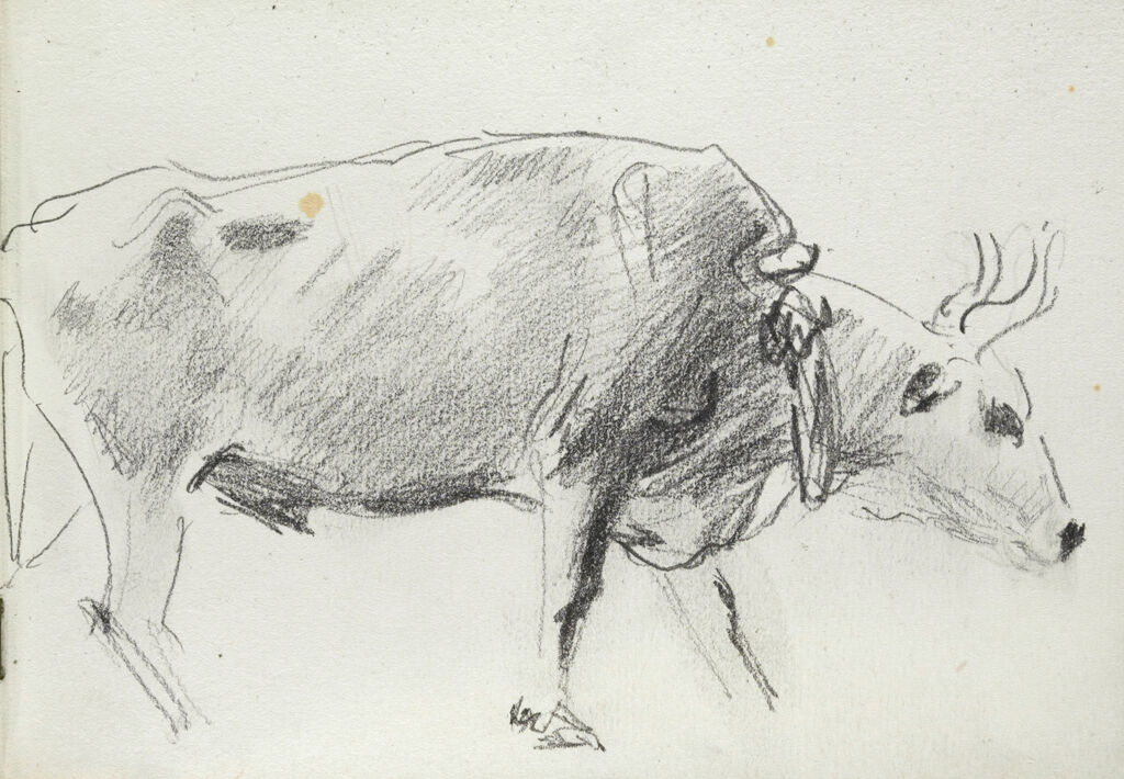 Blank Page; Verso: Study Of An Ox