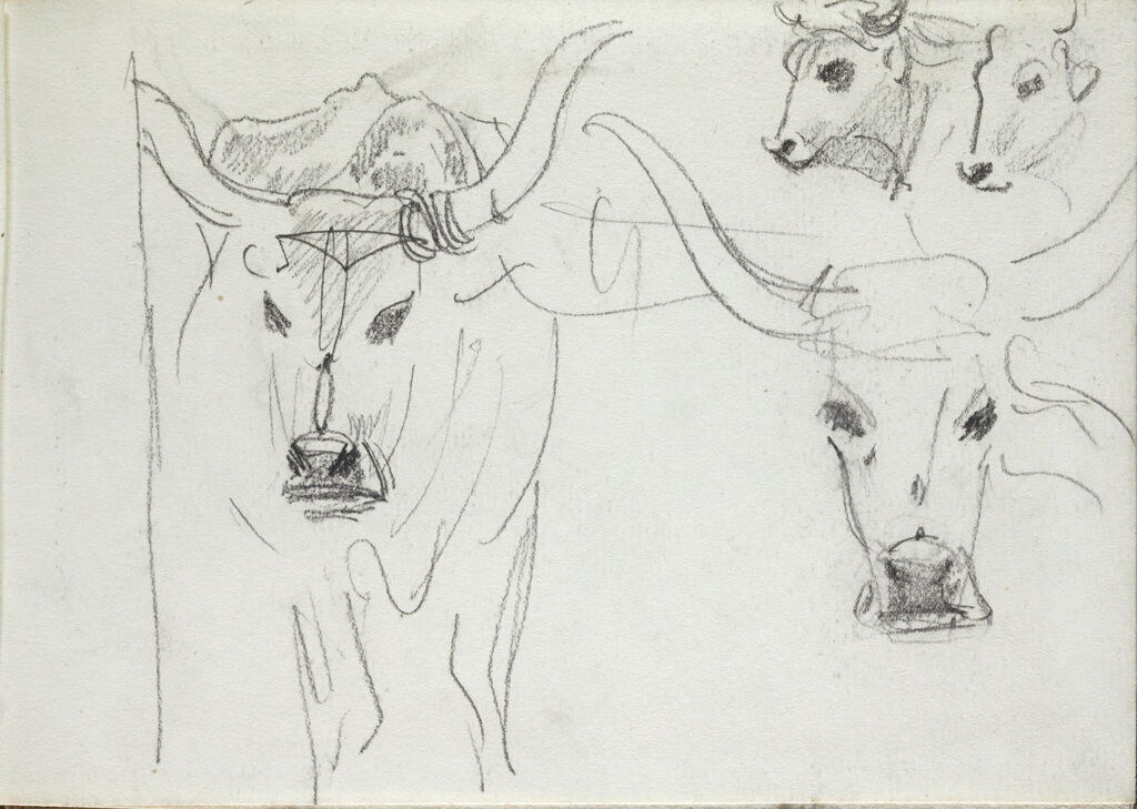 Partial Sketch Of An Ox; Verso: Sketches Of Oxen