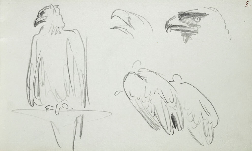 Sketches Of A Bird