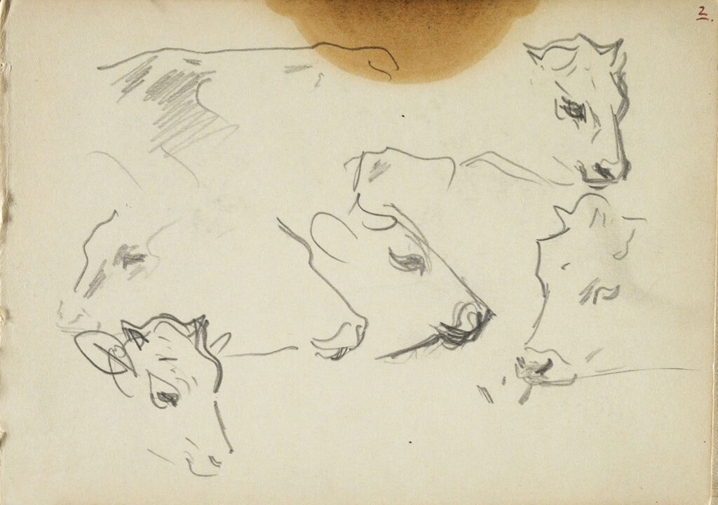 Sketches Of Cows' Heads; Verso: Sketch Of Cow
