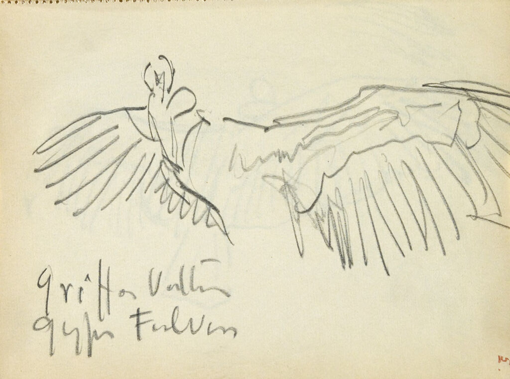 Study Of A Vulture With Wings Spread