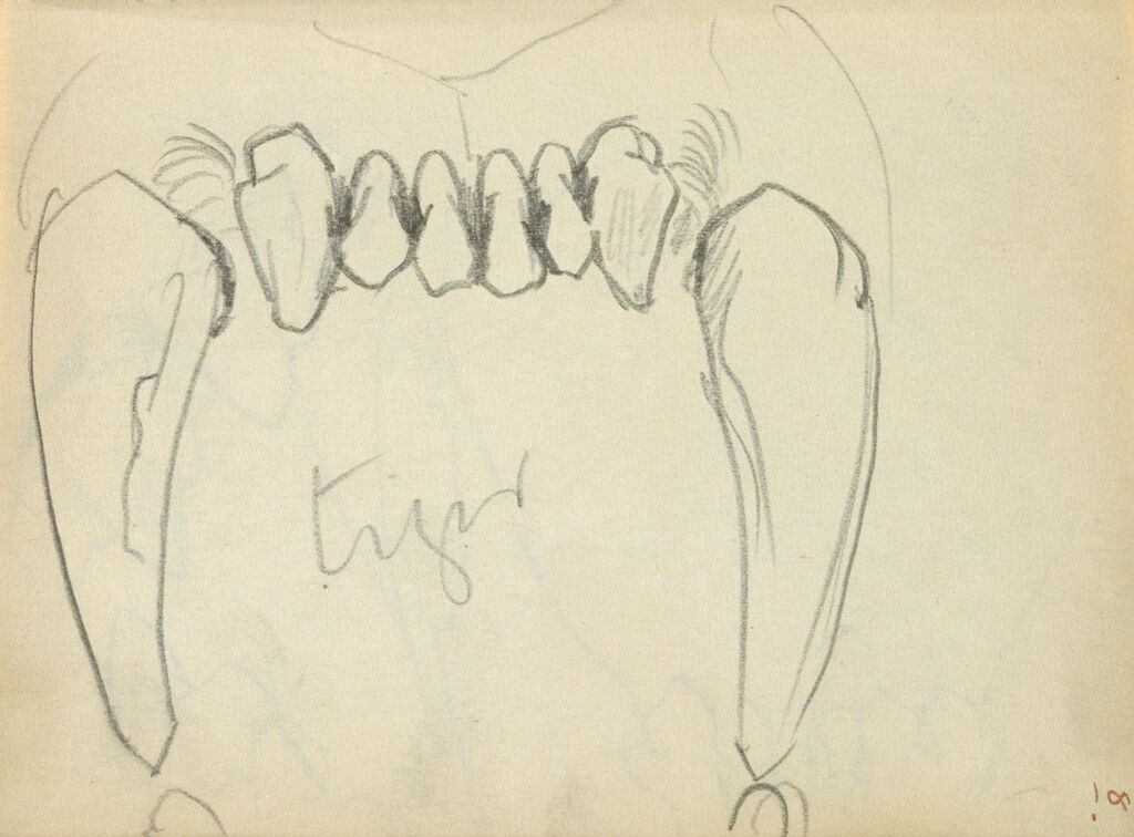 Study Of A Tiger's Fangs