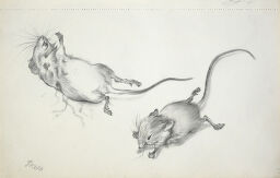 Two Dead Mice; Verso: Blank Page