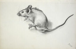 Dead Mouse; Verso: Blank Page