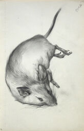 Dead Mouse; Verso: Blank Page