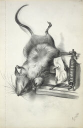 Dead Mouse In A Trap; Verso: Blank Page