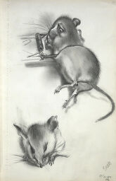 Dead Mouse In A Trap And Head Of A Dead Mouse; Verso: Blank Page