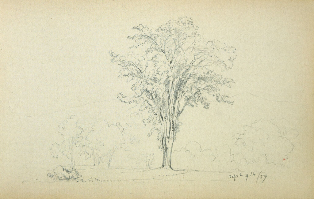 Tree In A Landscape; Verso: Blank Page