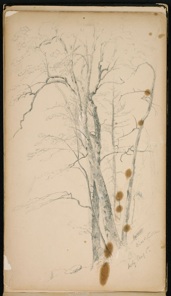 Tree; Verso: Blank Page
