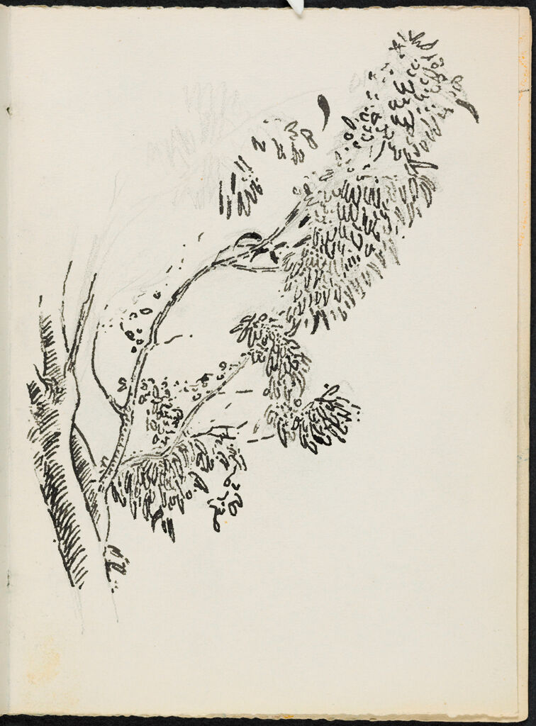 Study Of A Tree; Verso: Blank Page