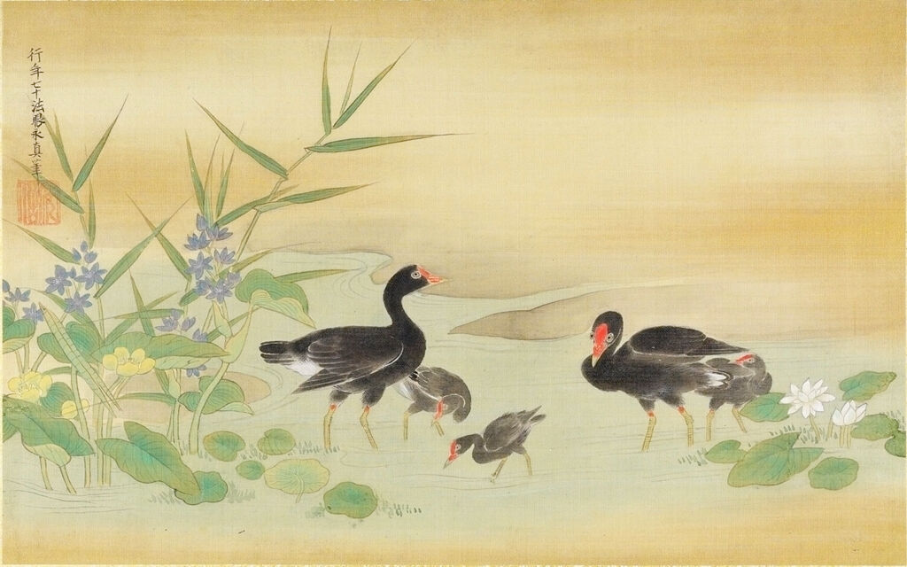 Black Birds And Tree Chickens In Pond Amid Lotus And Water Plantain