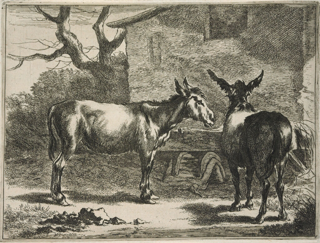 Two Donkeys At A Trough
