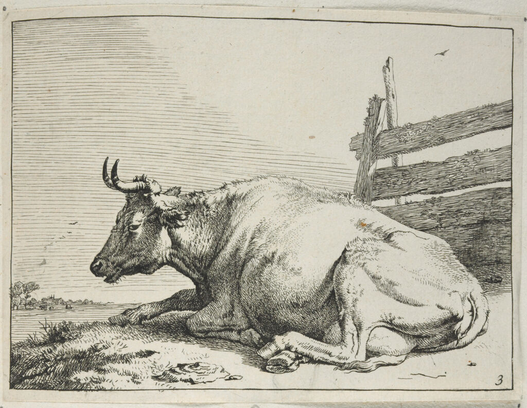 The Cow Lying Down Near A Fence