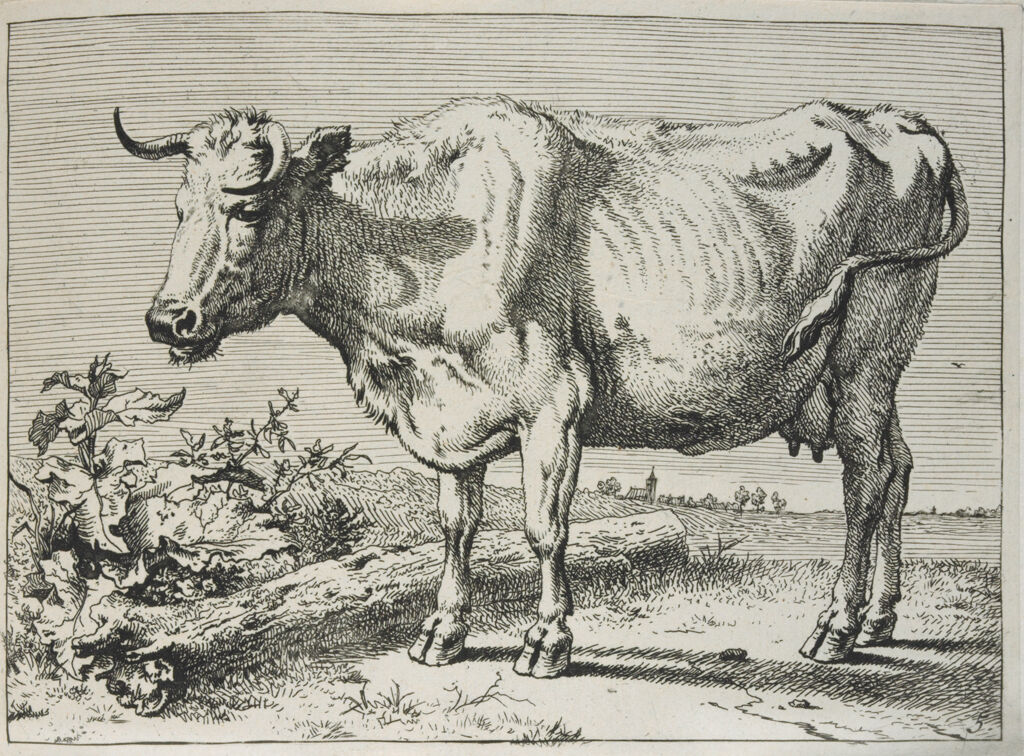The Cow With The Crumpled Horn