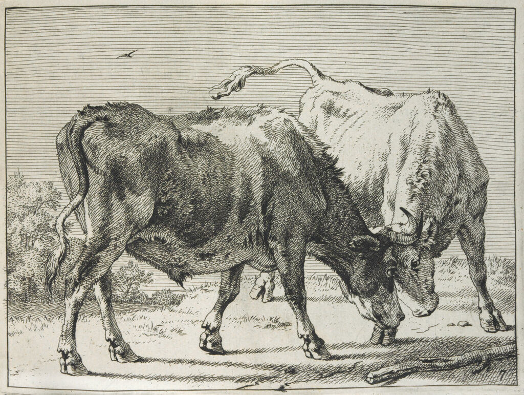 Two Oxen Fighting