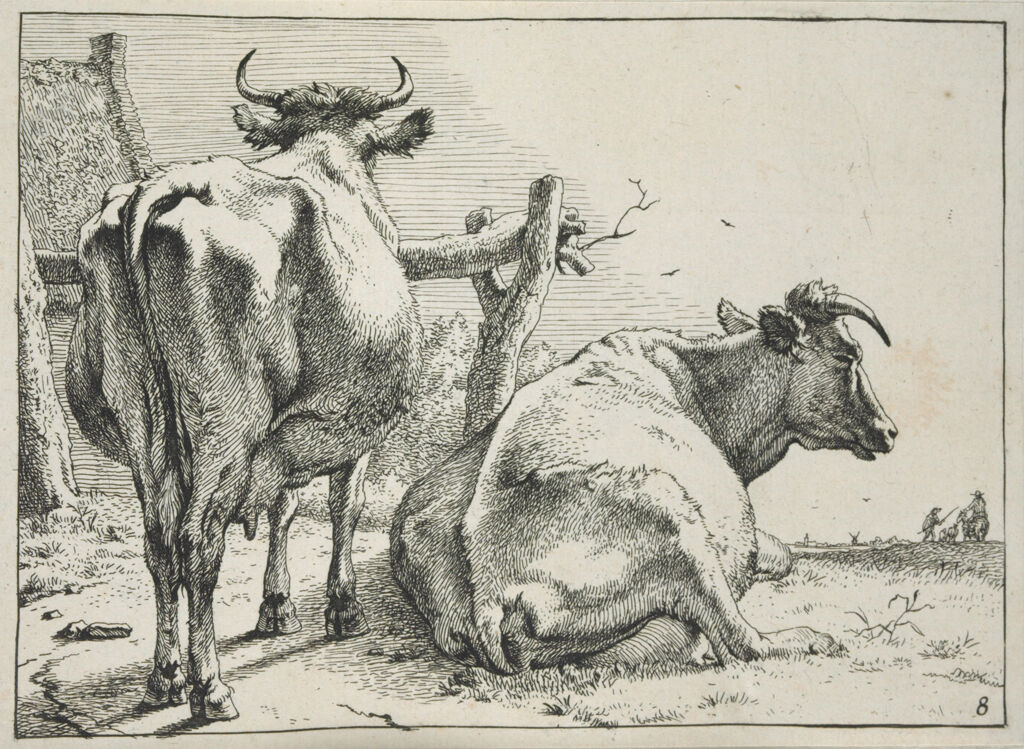 Two Cows Seen From Behind