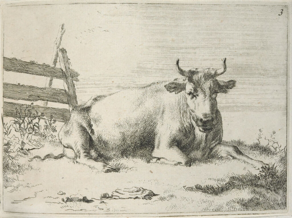 Recumbent Cow Near A Fence