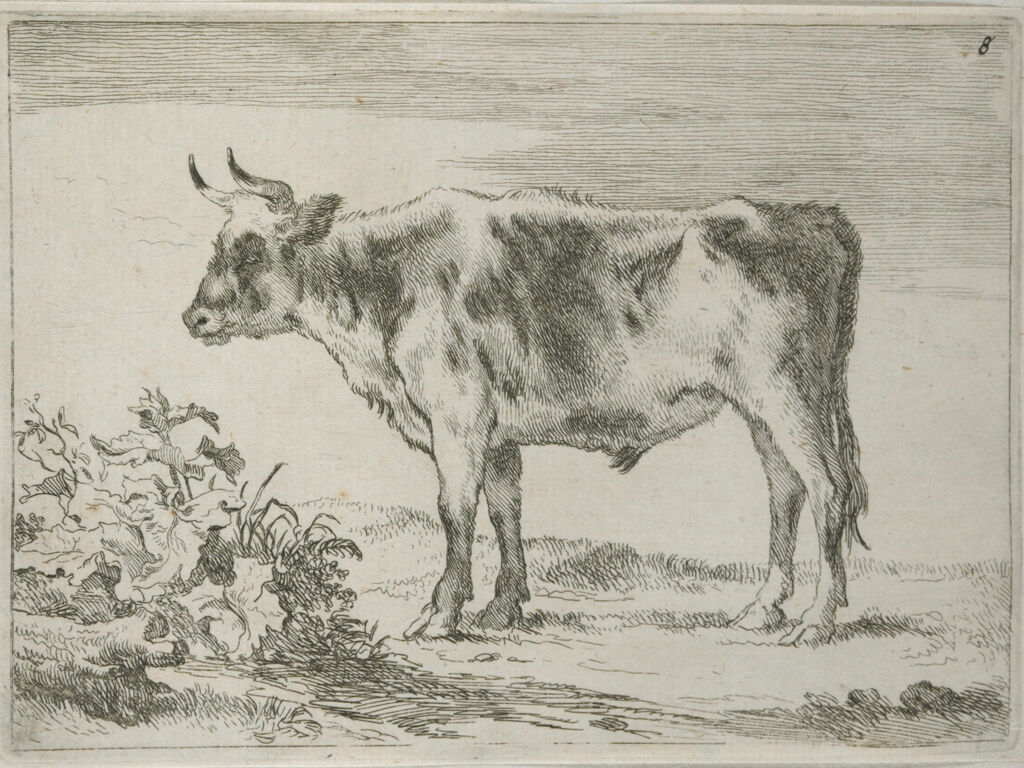 Young Steer