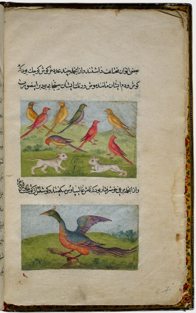Parrots And Turkey (Painting, Verso), Text (Recto), Folio 6 From Illustrated Manuscript Of Tarjama-I Tarikh-I Yangi Dunya (Translation Of The History Of The New World)