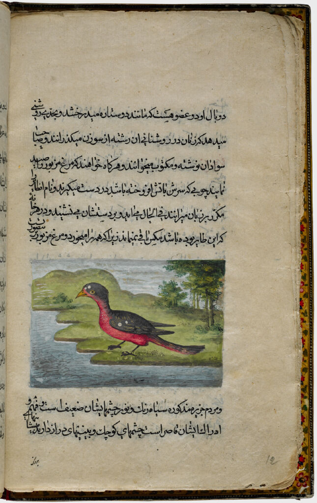 Bird (Painting, Verso), Text (Recto), Folio 12 From Illustrated Manuscript Of Tarjama-I Tarikh-I Yangi Dunya (Translation Of The History Of The New World)